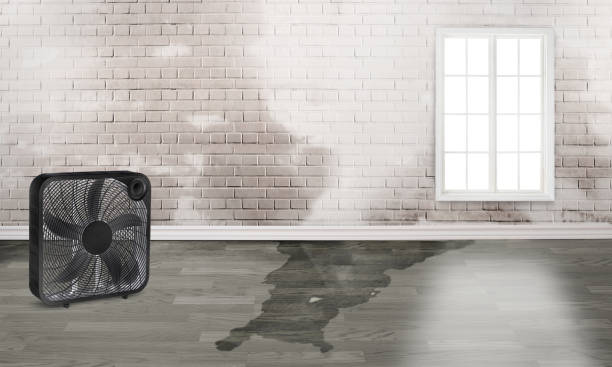 Best Basement water damage restoration  in Gibsonburg, OH
